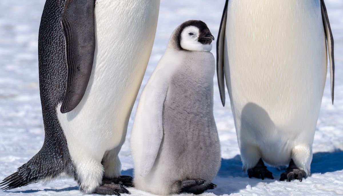 愛らしいペンギンの雛
